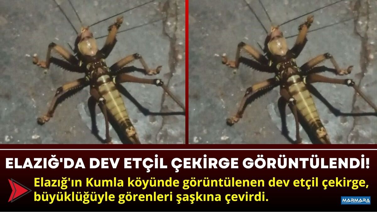 Elazığ'ın Kumla köyünde görüntülenen dev etçil çekirge, büyüklüğüyle görenleri şaşkına