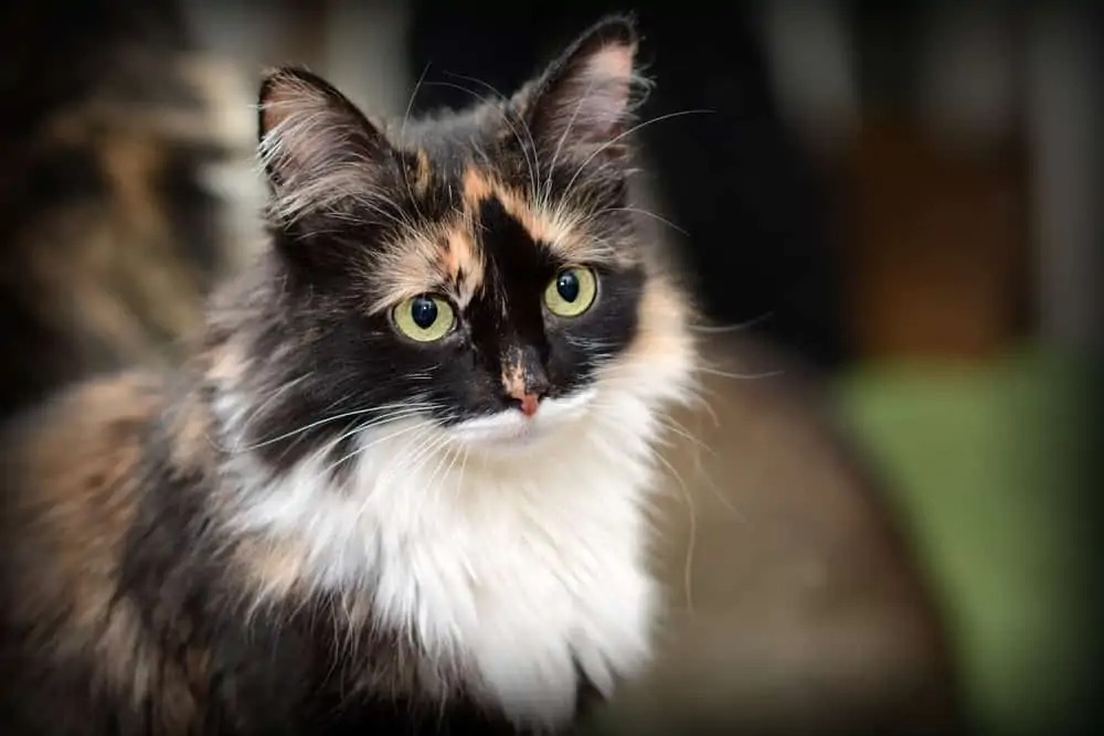 Kedi dünyasının en dikkat çekici üyelerinden biri olan Torti kedileri,