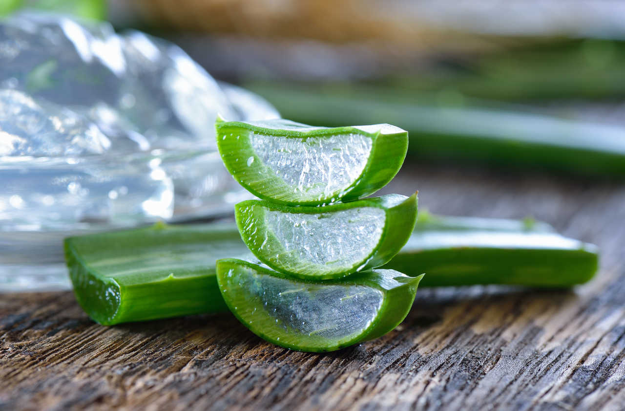 kesilmis aloe vera yapraklari - Marmara Bölge Gazetesi