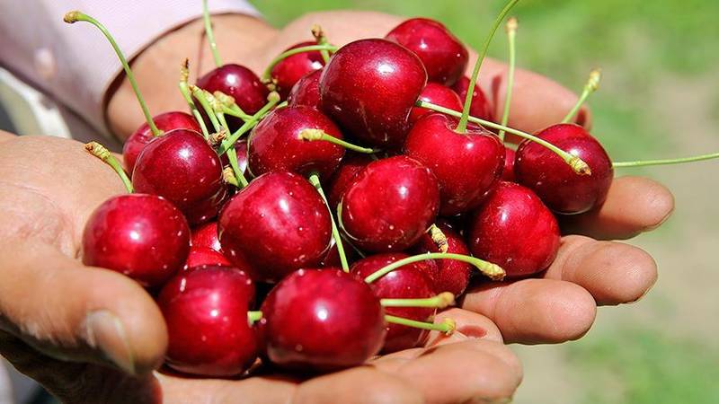 Erdek’e bağlı Yukarıyapıcı Mahallesi’nde geleneksel hale gelen Kiraz Festivali bu