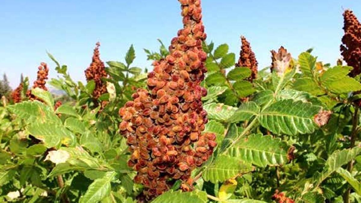 Sumak, mutfaklarda yemeklere ekşi aromasıyla lezzet katan baharatlardan biri olmasının