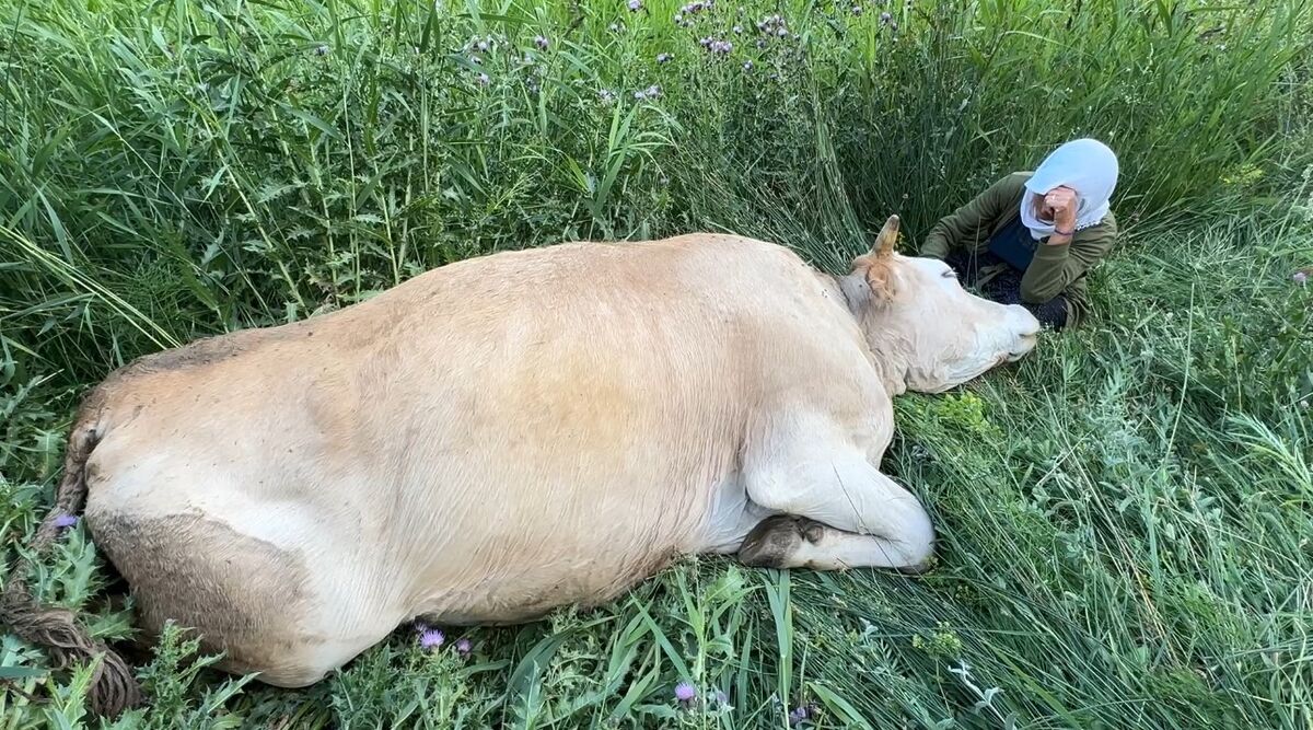 7 Cocuklu Ailenin Inegi Telef Oldu 5 - Marmara Bölge Gazetesi