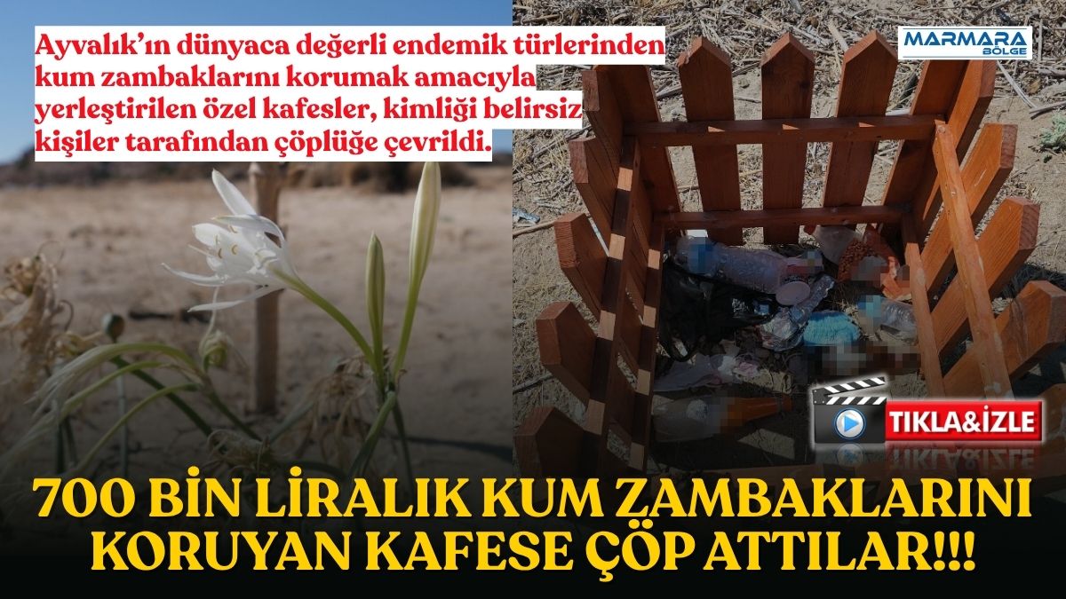 Ayvalık’ın dünyaca değerli endemik türlerinden kum zambaklarını korumak amacıyla yerleştirilen