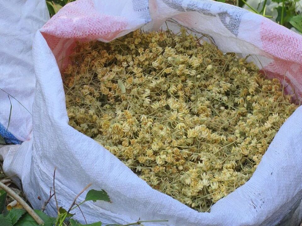 Balıkesir'in Bandırma ilçesine bağlı İclaliye Mahallesi'nde ıhlamur hasadı başladı. Ormanların
