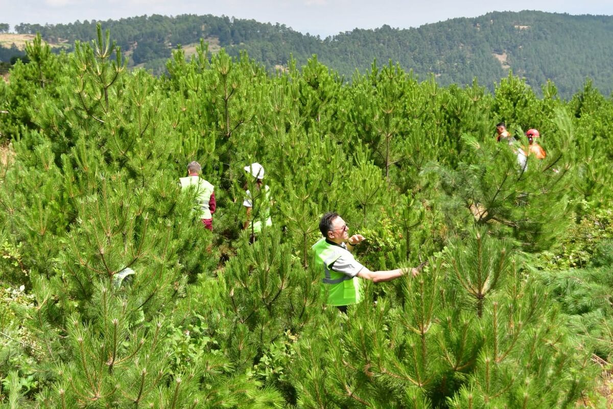 Balıkesir Orman Bölge Müdürlüğü tarafından Sındırgı ilçesinde gençlik bakımı uygulamaları