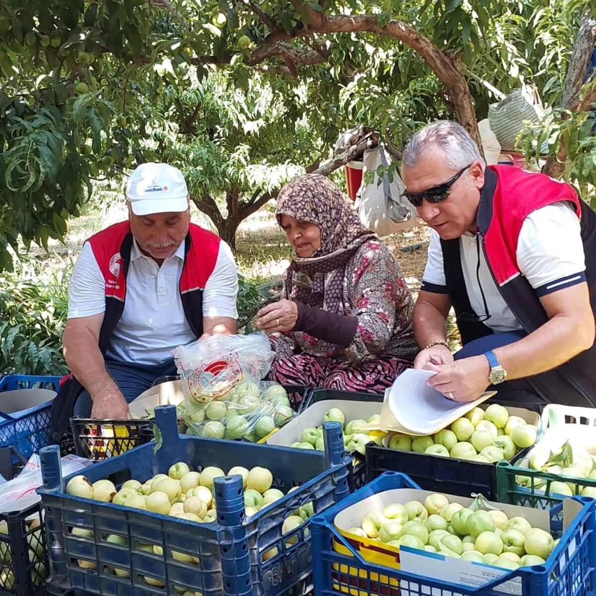Edremit’te Şeftali Bahçelerinde Pestisit Alarmı 751871142 1337104805213653 1086156647452090059 n - Marmara Bölge Gazetesi