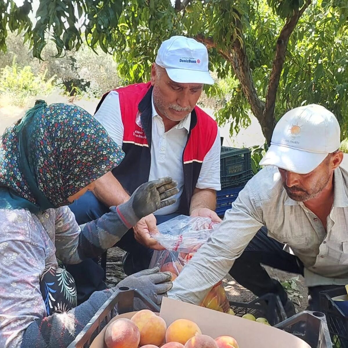 Edremit’te Şeftali Bahçelerinde Pestisit Alarmı 753247619 1337104801880320 4484898943597485360 n - Marmara Bölge Gazetesi