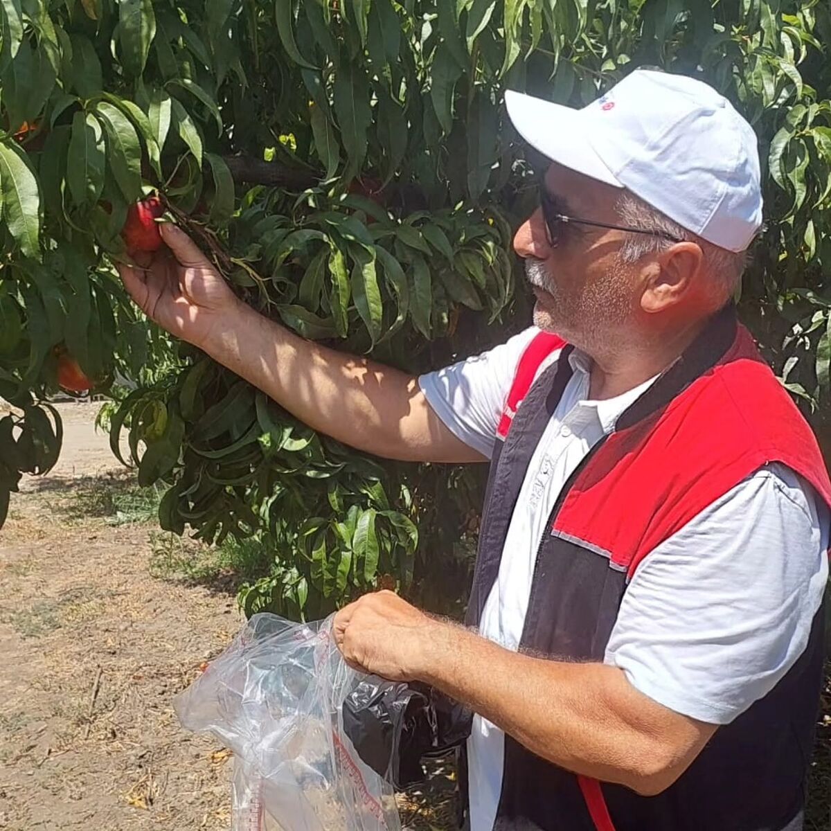 Edremit’te Şeftali Bahçelerinde Pestisit Alarmı 753282385 1337104798546987 7787142108868489722 n - Marmara Bölge Gazetesi