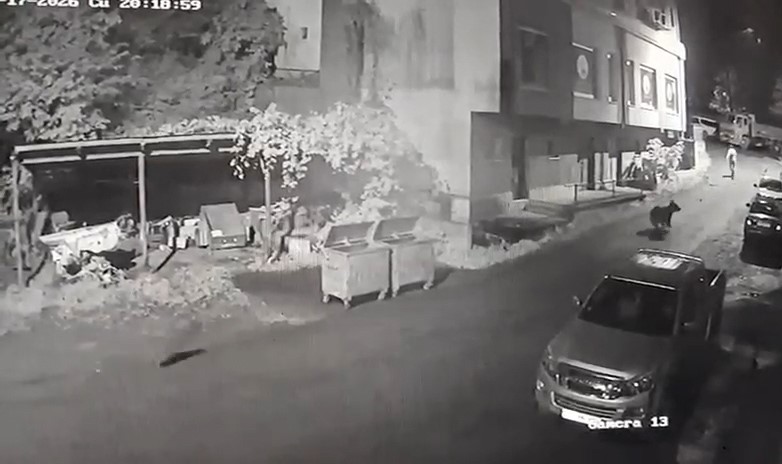 Anne Ayı Dehşet Saçtı AW751490 02 1 - Marmara Bölge Gazetesi