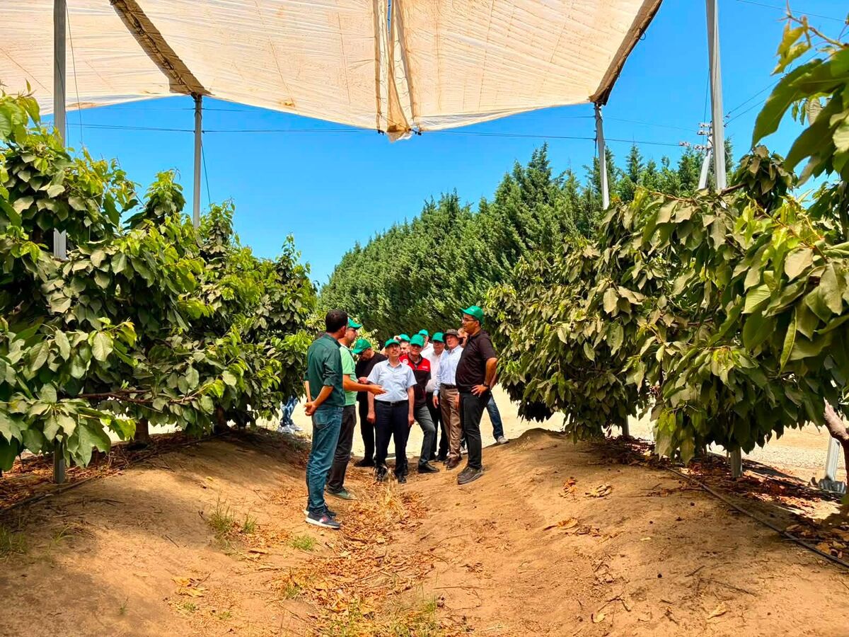 Balıkesir’in Verimli Topraklarından Dünyaya Meyve İhracatı! Balikesirin Verimli Topraklarindan Dunyaya Meyve Ihracati 1 - Marmara Bölge Gazetesi