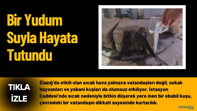Elazığ’da etkili olan sıcak hava yalnızca vatandaşları değil, sokak hayvanları