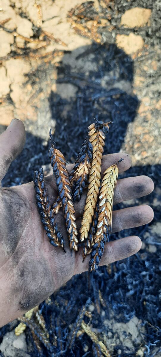 Balıkesir’de 40 Dönüm Ekili Arazi Yandı WhatsApp Image 2026 06 30 at 20.25.10 - Marmara Bölge Gazetesi