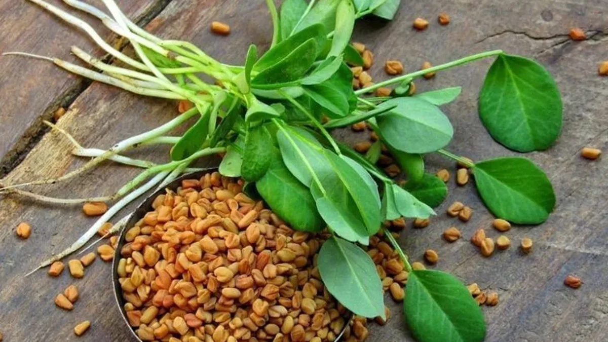 Yemeklerde baharat olarak kullanılan çemen otu, yüzyıllardır geleneksel beslenme ve