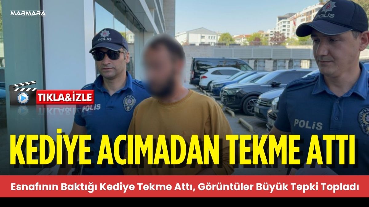 Samsun’un İlkadım ilçesinde esnafın baktığı bir kediye yoldan geçen kimliği