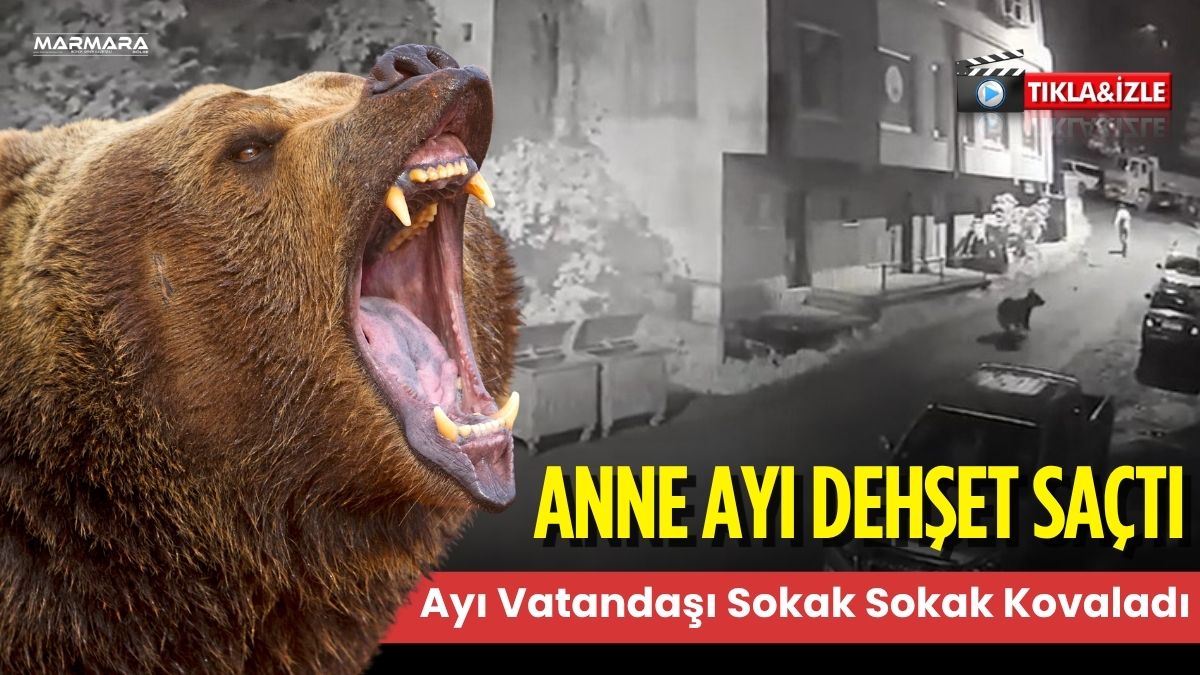 Rize’nin Çamlıhemşin ilçesinde yanında yavruları da olan ayı bir vatandaşı