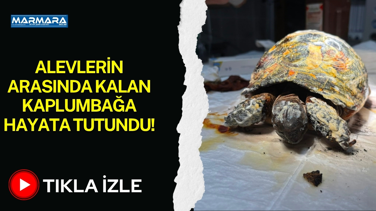 Bilecik'in Osmaneli ilçesinde çıkan otluk alan yangını, yalnızca doğayı değil