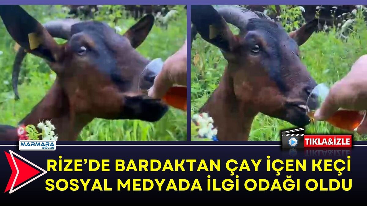 Rize’nin Çamlıhemşin ilçesinde kendisine uzatılan bardaktan çay içen keçinin görüntüsü