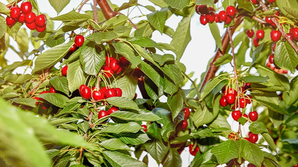 Ev Yapımı Kirazlı Limonata Tarifi! kirmizi kirazli limonata nasil yapilir ev yapimi asirlik essiz tarifi sipsak hazirla servis et efd43c - Marmara Bölge Gazetesi