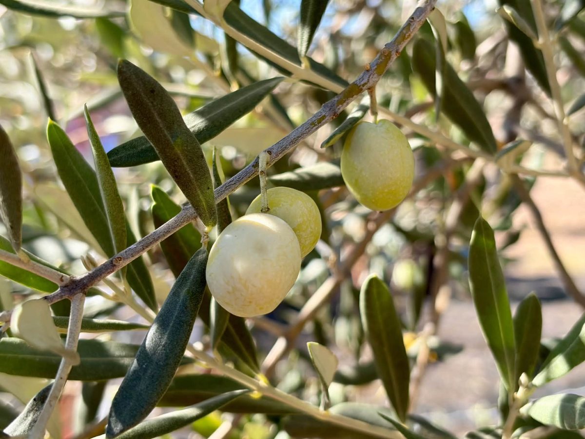 Balıkesir’in Körfez Bölgesi’nde zeytin hasadı başladı. Ayvalık’ta gerçekleştirilen yılın ilk