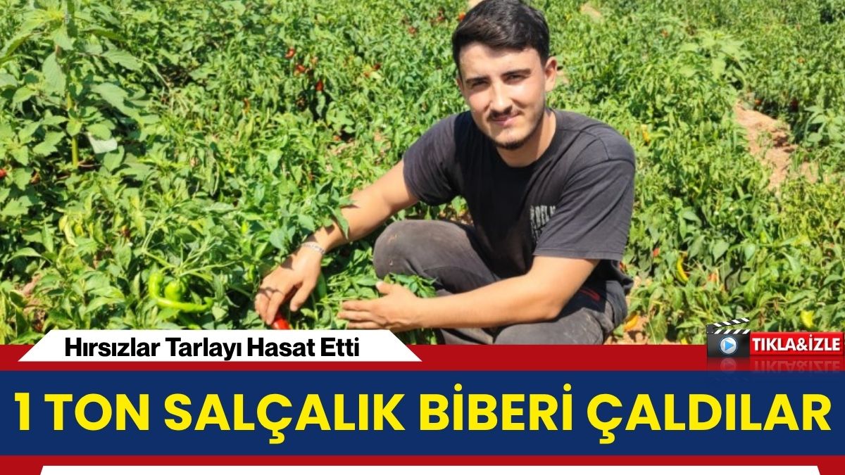 Adana’da bir biber tarlasına gece saatlerinde giren hırsızlar, yaklaşık 1