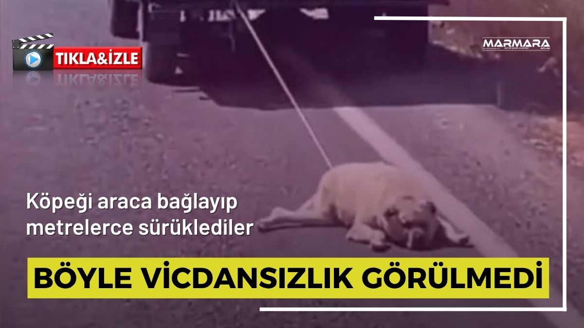 Şanlıurfa’da bir kamyonetin arkasına bağlanıp sürüklenen köpeğin o anları, yoldan